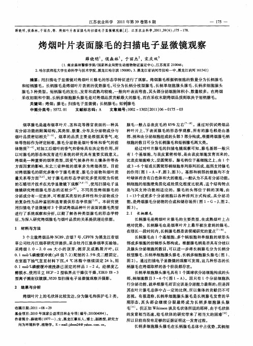 烤烟叶片表面腺毛的扫描电子显微镜观察