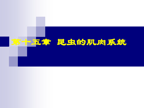 第十五章昆虫的肌肉系统