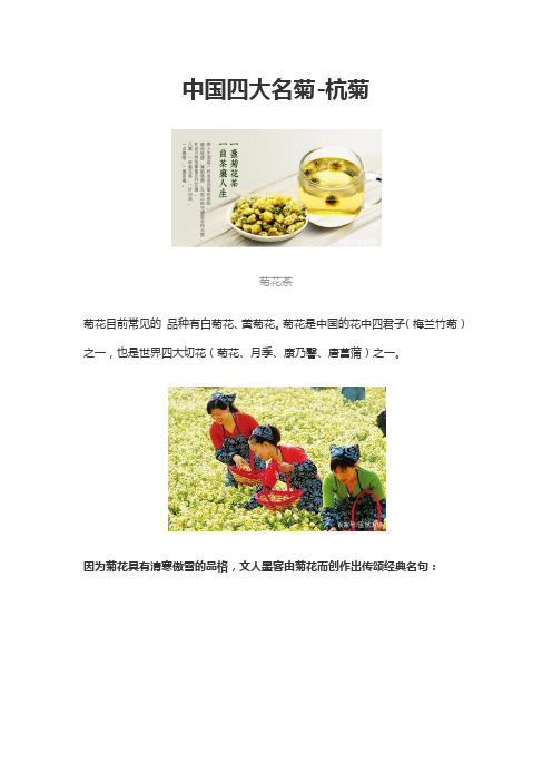 中国四大名菊-杭菊