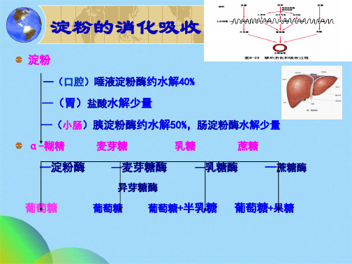 生物化学  王镜岩 第22章  糖酵解作用(共46张PPT)