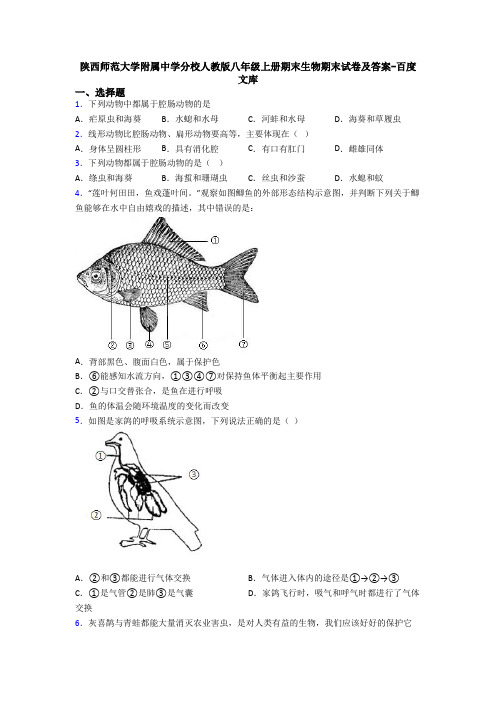 陕西师范大学附属中学分校人教版八年级上册期末生物期末试卷及答案-百度文库