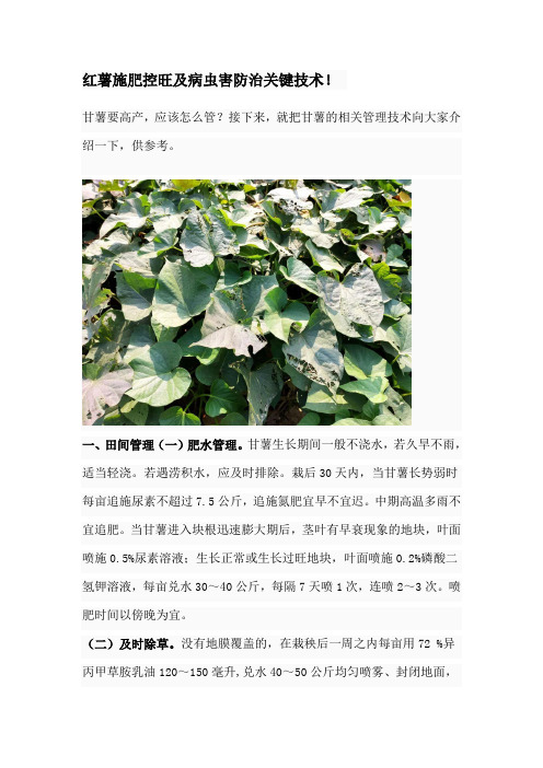 红薯施肥控旺及病虫害防治关键技术