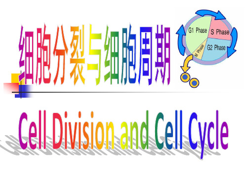 医学细胞生物学第13章细胞的分裂和细胞周期