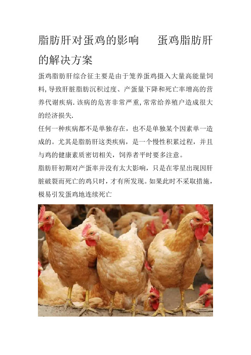 脂肪肝对蛋鸡的影响   蛋鸡脂肪肝的解决方案