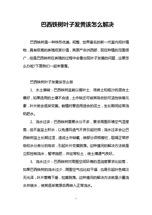 巴西铁树叶子发黄该怎么解决