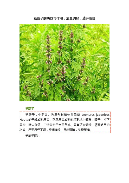 茺蔚子的功效与作用：活血调经，清肝明目