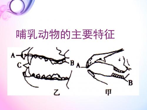 【人教版】八年级生物上册 第五单元第二章第一节动物的运动 (共39张ppt)