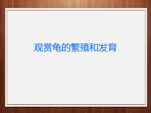 观赏龟的饲养—观赏龟的繁殖