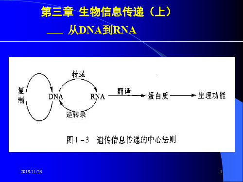 大学分子生物学经典课件第三章 生物信息传递上从DNA到RNA.ppt