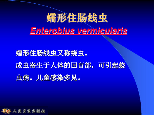 医学寄生虫学蛲虫蠕形住肠线虫 ppt课件