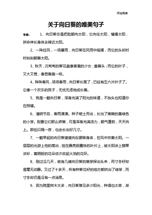 关于向日葵的唯美句子