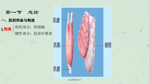 运动解剖学肌学课件