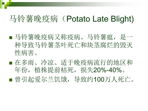 马铃薯晚疫病(Potato Late Blight) 农业植物病理学 课件