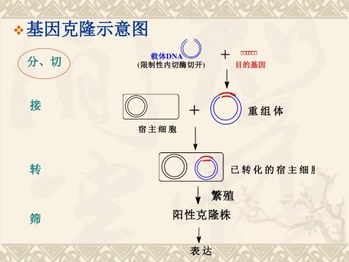 实验一二重组质粒DNA提取双酶切鉴定凝胶电泳紫外分光法