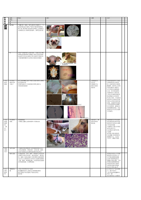 犬猫皮肤病
