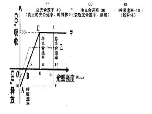 呼吸作用 光合作用例题