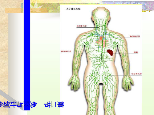 初中生物  免疫与计划免疫 人教版精品课件