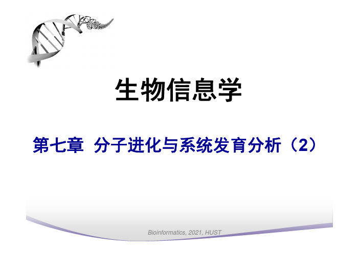 生物信息学第七章分子进化与系统发育分析2