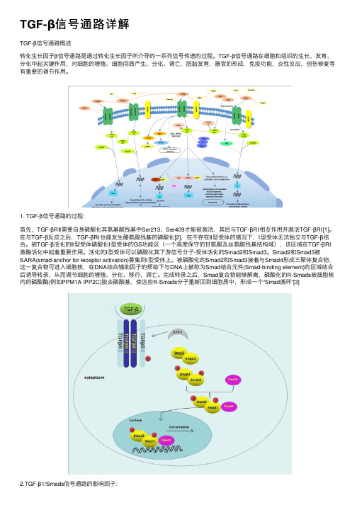 TGF-β信号通路详解