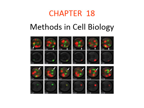 细胞生物学课件英文版-细胞生物学课件英文版-细胞生物学研究方法