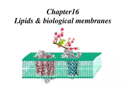 Chapter16 Lipids and biological membranes