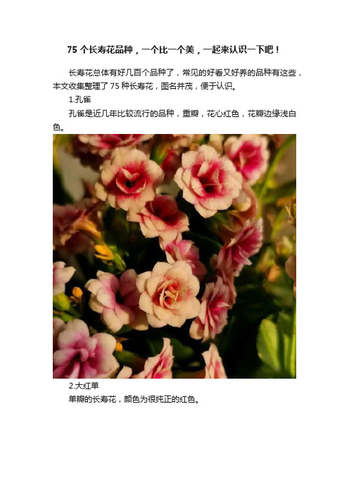 75个长寿花品种，一个比一个美，一起来认识一下吧！