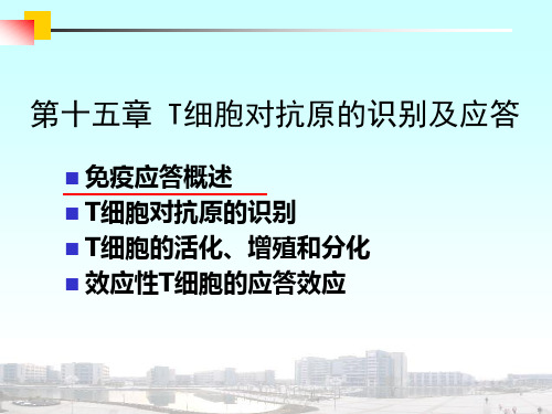 医学免疫学：T细胞介导的细胞免疫应答