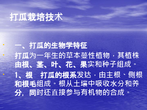 打瓜亩产150公斤栽培技术规程课件