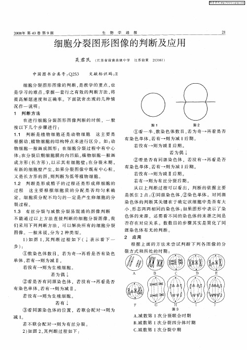 细胞分裂图形图像的判断及应用