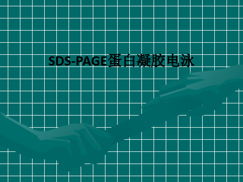 SDS-PAGE蛋白凝胶电泳ppt课件