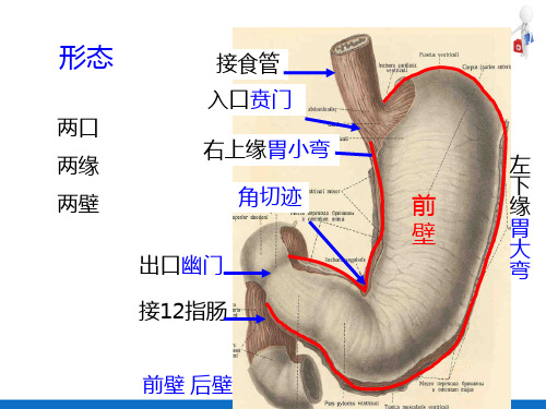 消化—胃内消化(人体解剖生理学)