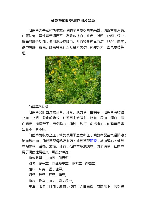 仙鹤草的功效与作用及禁忌