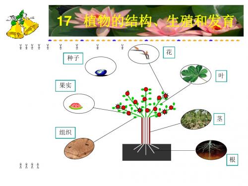 高中生物竞赛——组织、根