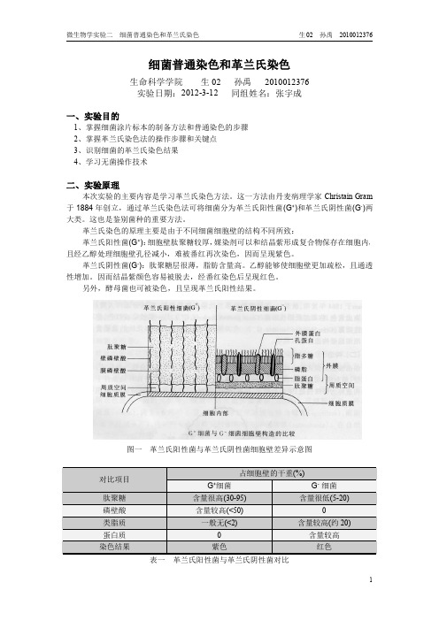 细菌普通染色和革兰氏染色