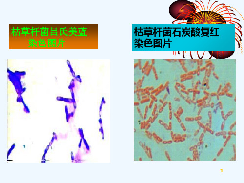 微生物学实验七