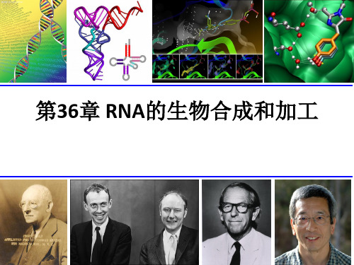 化工专业生物化学课件—RNA的生物合成和加工