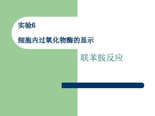 实验三、细胞内过氧化物酶的显示——联苯胺反应