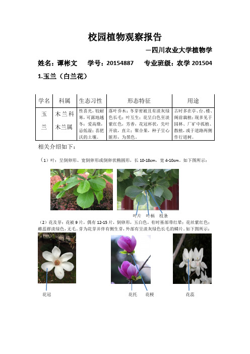 校园植物观察报告