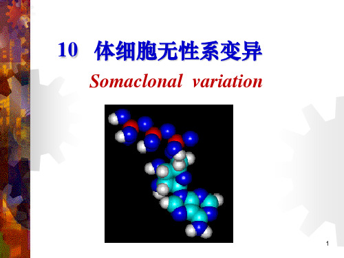 第10章-植物生物学ppt课件