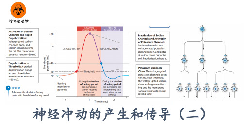 生物选择性必修一神经冲动的产生和传导