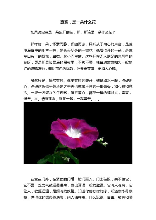 寂寞，是一朵什么花