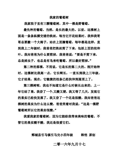 我家的葡萄树