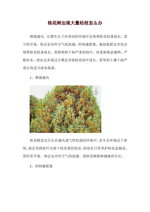 桂花树出现大量枯枝怎么办