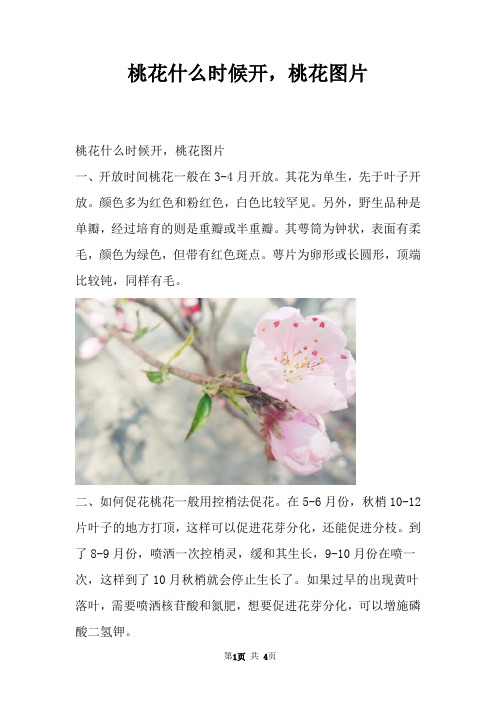 桃花什么时候开，桃花图片