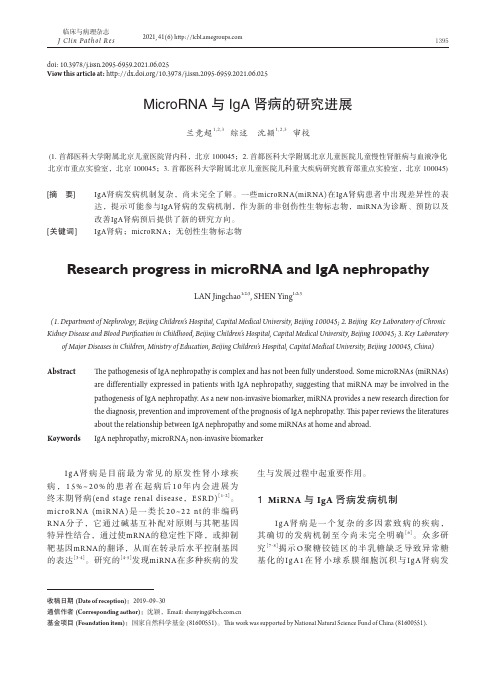 MicroRNA与IgA肾病的研究进展