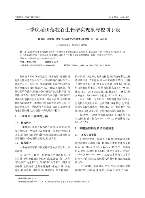 一季晚稻田落粒谷生长结实现象与控制手段