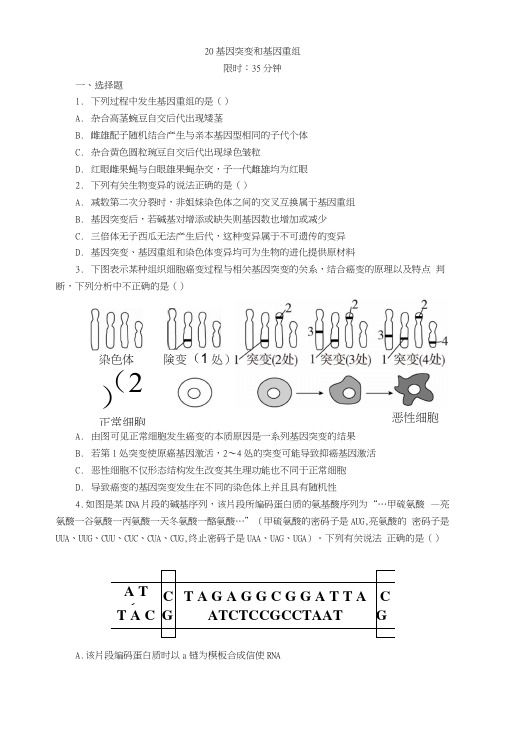 2018年高考生物人教版一轮复习同步习题20基因突变和基因重组.docx