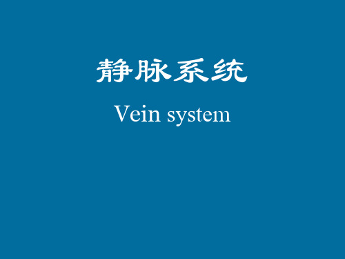 15.系统解剖学静脉系统