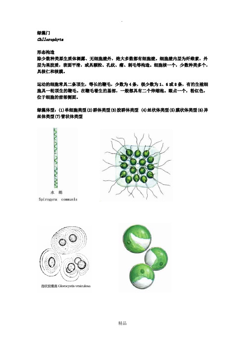 绿藻鉴定图谱