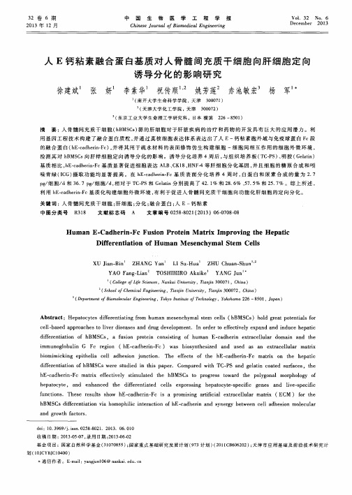 人E钙粘素融合蛋白基质对人骨髓间充质干细胞向肝细胞定向诱导分化的影响研究